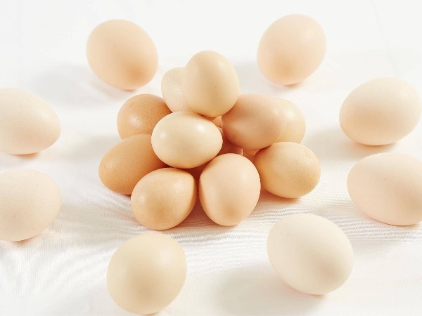 蛋壳红：为蛋鸡养殖破解蛋壳颜色浅难题提供方案