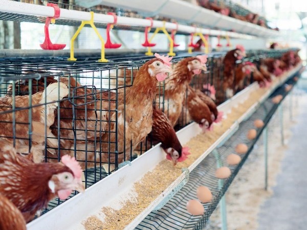 25 - 羟基维生素 D3：蛋鸡养殖中的重要营养素