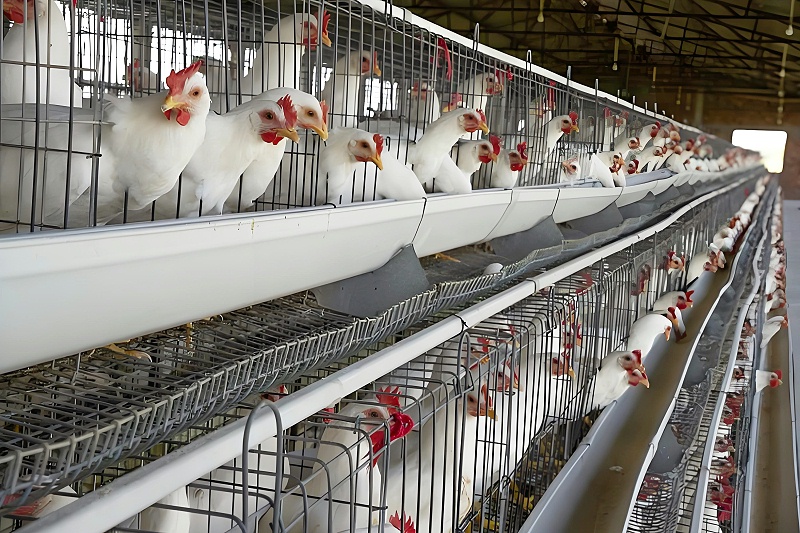 科学养鸡 5 大关键点