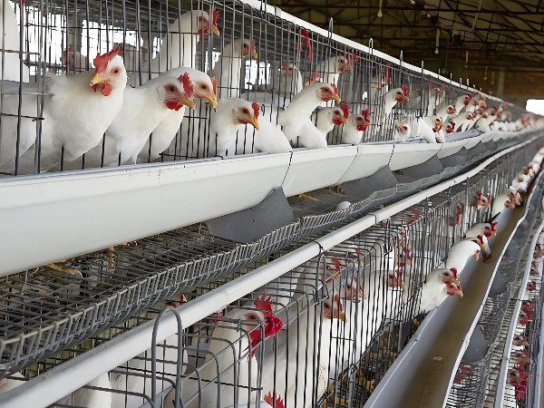 养鸡干货！养鸡界“老司机”解锁科学养殖 5 大关键点