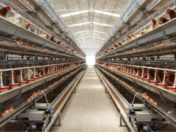 蛋鸡产蛋量不高？试试用久多酚养护肠道开始