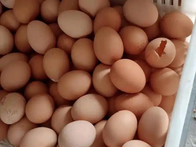 蛋壳质量差、产蛋率低怎么办？壮骨宝来帮忙！