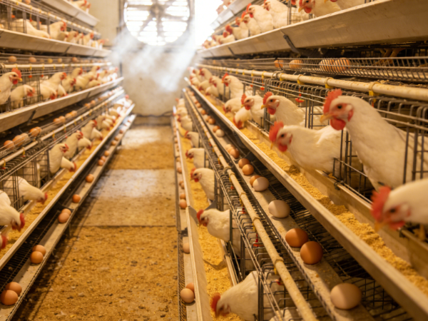 应对鸡群肠道问题：植物精油-金多酚，蛋鸡饲料添加剂新选择