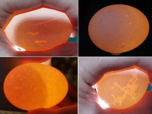 蛋鸡产蛋后期的蛋壳危机：成因探秘与破局之策