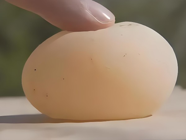 破解养鸡难题：壮骨宝助你告别软壳蛋