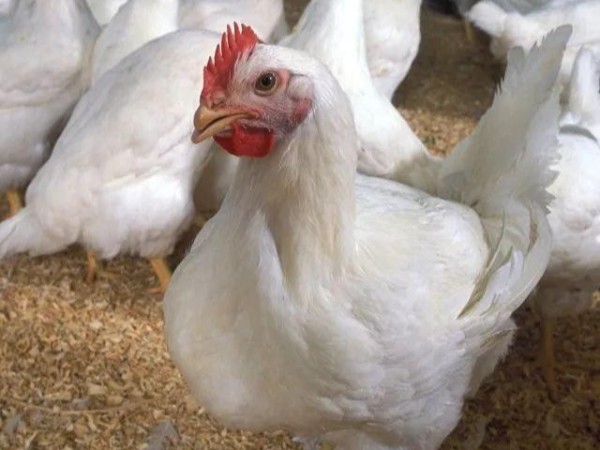 蛋黄颜色浅？鸡肉干柴怎么办？试试天然叶黄素