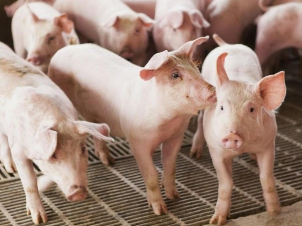 活力素：解决猪光吃不长肉难题，降低养猪成本