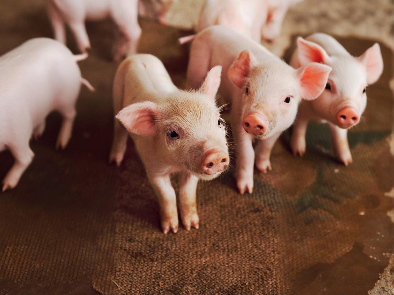 仔猪长得慢怎么办？养猪必学！