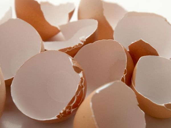 蛋壳质量差怎么办？壳丽素：科学补充营养是关键