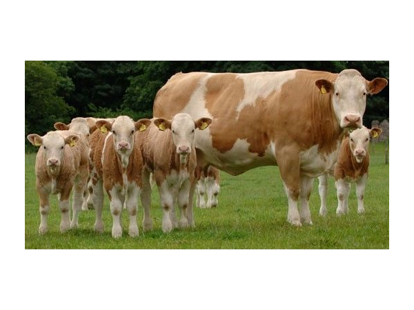 肉牛毛焦体瘦怎么办？